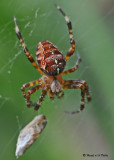 20090822 042 Garden-cross Spider - SERIES.jpg