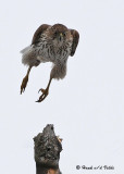 20090310 185 Coopers Hawk.jpg
