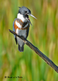 20090912 476 Belted Kingfisher - SERIES.jpg