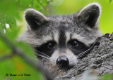 20090923 038 Raccoon - SERIES.jpg
