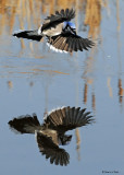 20081108 074 Blue Jay - SERIES.jpg