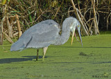 20081006 476 GB Heron.jpg