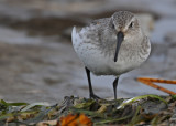 20091017 451 Dunlin.jpg