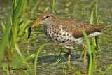 20100605 1080 Spotted Sandpiper SERIES.jpg
