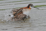20100605 241 Wilson's Phalarope SERIES.jpg