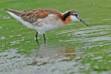 20100605 609 Wilson's Phalarope.jpg