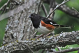20100609 039 Eastern Towhee.jpg