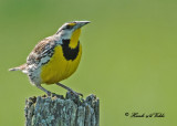 20100607 101 Eastern Meadowlark.jpg