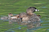 20100608 013 Pied-billed Grebes.jpg