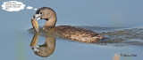 20100602 228 Pied-billed Grebes SERIES.jpg