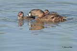 20100602 153 Pied-billed Grebes SERIES.jpg