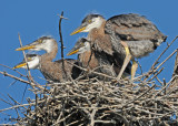 20100605 837 Great Blue Herons.jpg