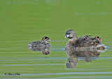 20100625 095 Pied-billed Grebes SERIES.jpg