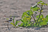 20100703 349 Killdeer - juv.jpg