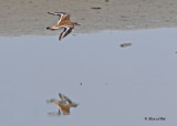 20100709 180 Killdeer SERIES.jpg