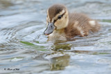 20100630 2 241 Baby Mallard.jpg