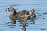 20100602 392 Pied-billed Grebes.jpg