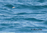 20100731 - 2 140 Atlantic Puffin SERIES.jpg