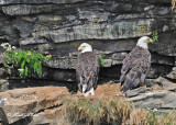 20100731 - 2 201 Bald Eagles.jpg