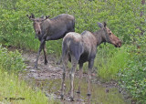 20100731 - 3 103 Moose.jpg