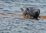 20100731 - 2 433 Grey Seal SERIES.jpg