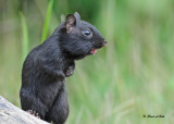 20100825 229 Black (melanistic) Chipmunk SERIES.jpg