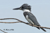 20100903 312 Belted Kingfisher 1b SERIES.jpg