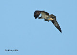 20100831 262 Osprey.jpg