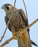 20100903 319 Peregrine Falcon - juv NX2.jpg