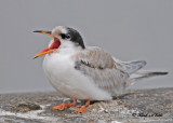 20100721 137 Common Tern - juv SERIES.jpg