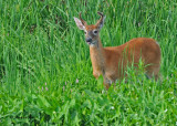 20100814 107 White-tailed Deer 2.jpg