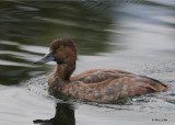 20100923 232 Redhead Duck NX2 SERIES.jpg