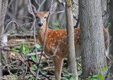 20100908 092 White-tailed Deer.jpg