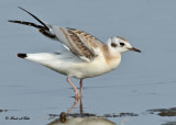 20100802 078 Bonaparte's Gull - juv.jpg