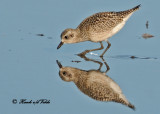 20100920 004 Black-bellied Plover C1 SERIES.jpg