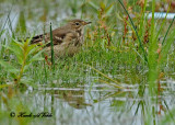20100916 142 American Pipit 2 NX2.jpg