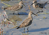 20100918 473 469 454 Baird's Sandpipers.jpg