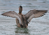20100923 208 Redhead Duck SERIES.jpg