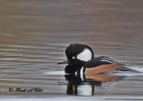 20101014 195 Hooded Mergansers NX2 - 1.jpg