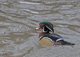 01-20100117 026 Wood Duck SERIES.jpg