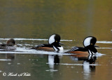 20101014 158 Hooded Mergansers 2a NX2 - 1r3.jpg