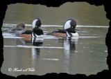 20101014 156 Hooded Mergansers 2 NX2 - 1ar.jpg