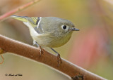 20101012 151 Ruby-crowned Kinglet.jpg