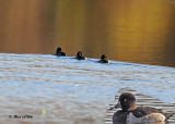 20101019 216 Ring-necked Ducks.jpg