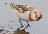 20101025 232 Snow Bunting SERIES.jpg