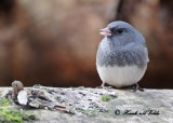 20101021 117 Dark-eyed Junco.jpg