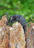 20101004 273 Black Chipmunk NX2 SERIES.jpg