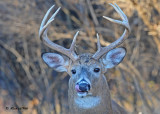 20101111 465 White-tailed Buck, 8 pointer SERIES.jpg