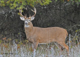 20101108 095 White-tailed Buck 11 SERIES.jpg