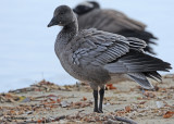 20101113 555 Dark Morph Lesser Snow Goose (juv).jpg